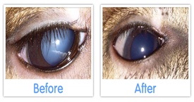 Joey Kangaroo Cataracts Ethos Eye Drops 