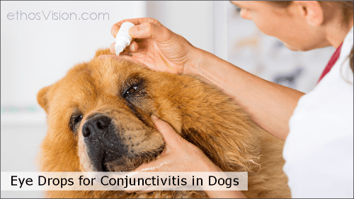 best-eye-drops-to-treat-conjunctivitis-in-dogs-ethosvision