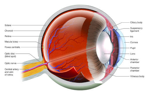 glaucoma eye anatomy