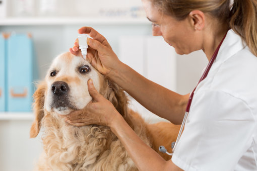 eye drops for dog cataracts