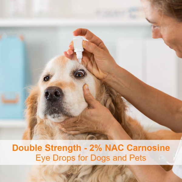 dog cataract eye drops