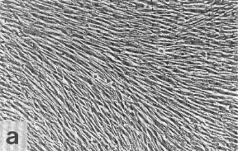 ethos endymion carnosine powder cells-a carnosine healthy cells