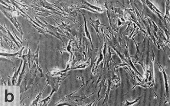 ethos endymion carnosine powder cells-b CARNOSINE OLD CELLS