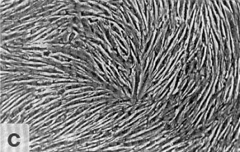 ethos endymion carnosine powder cells-c CARNOSINE REJUVENATED CELLS