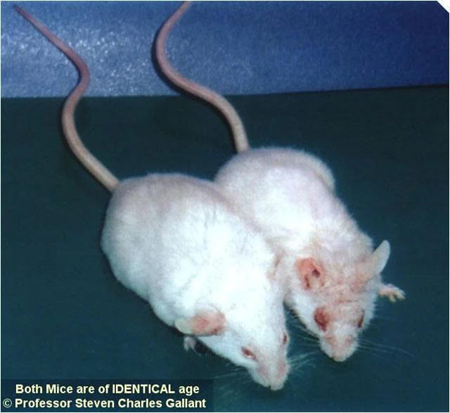 carnosine mice test